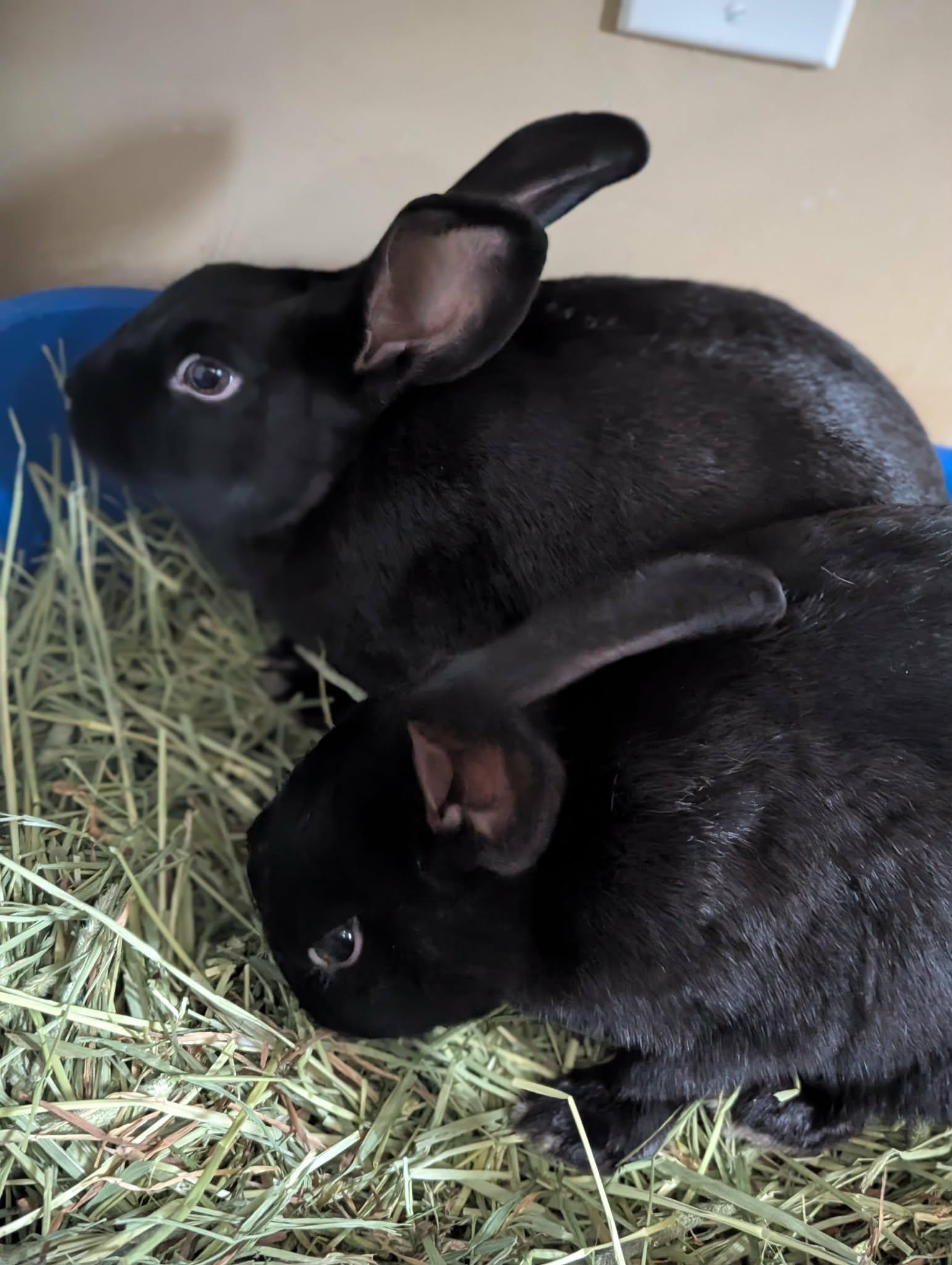 Enlarge HERMOINE & MINERVA, a Adoptable New Zealand in Forest Hills, NY image 2/6