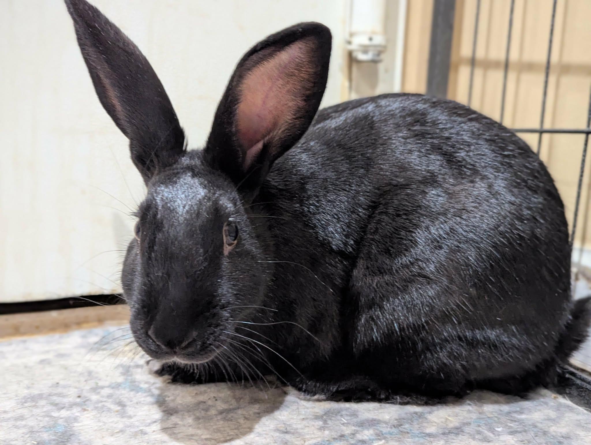 Enlarge HERMOINE & MINERVA, a Adoptable New Zealand in Forest Hills, NY image 5/6