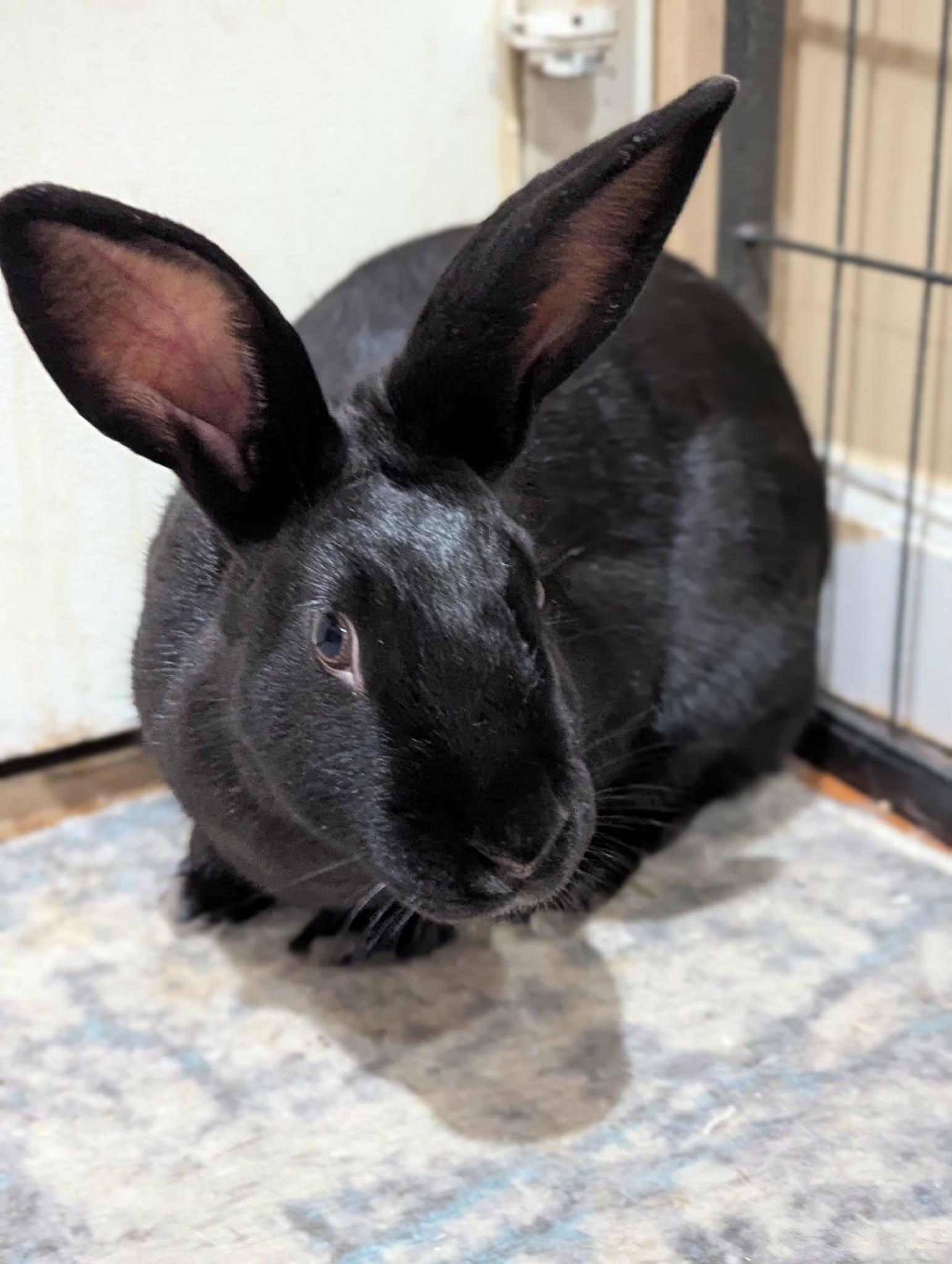 Enlarge HERMOINE & MINERVA, a Adoptable New Zealand in Forest Hills, NY image 6/6