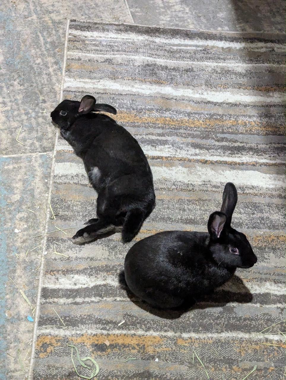 Enlarge HERMOINE & MINERVA, a Adoptable New Zealand in Forest Hills, NY image 3/6