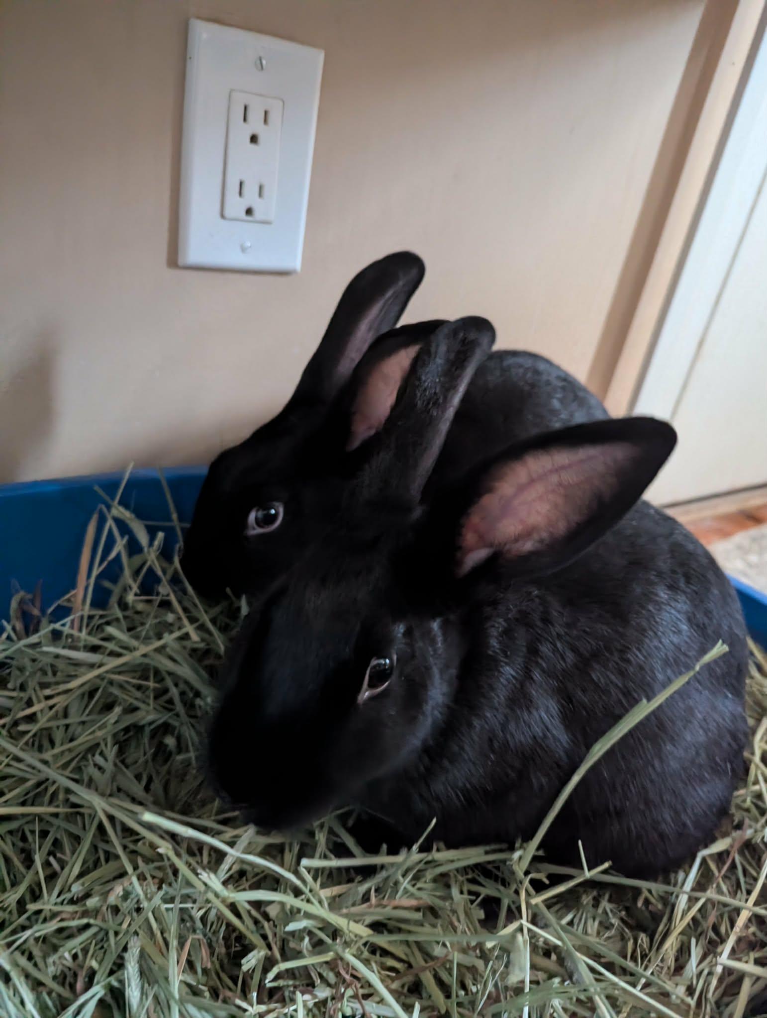 HERMOINE & MINERVA, Adoptable, Adult Female New Zealand.