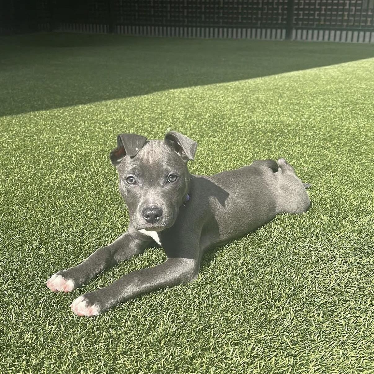 Enlarge Robin, a Adoptable mixed breed in Charlotte, NC image 1/2