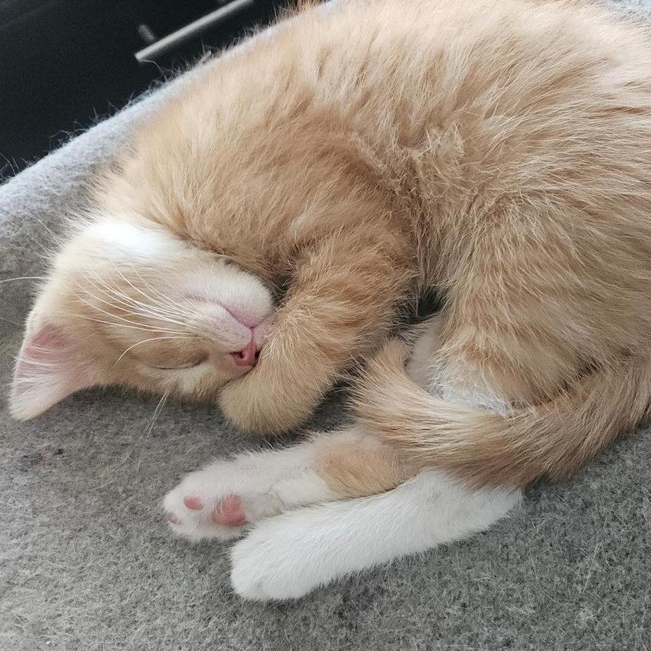 Peanut, an adopted Domestic Short Hair in Watertown, WI image 4/5