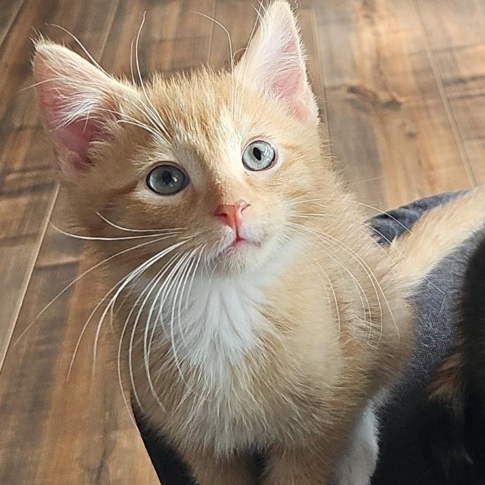 Peanut, an adopted Domestic Short Hair in Watertown, WI image 1/5
