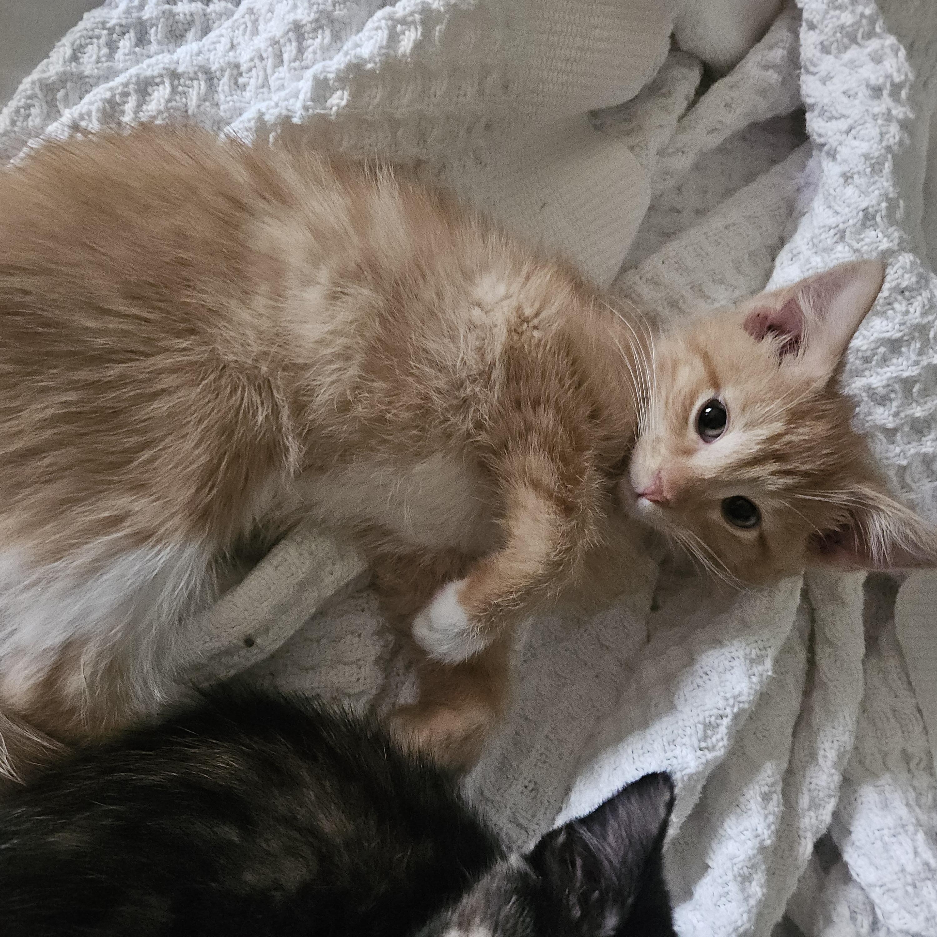 Peanut, an adopted Domestic Short Hair in Watertown, WI image 5/5