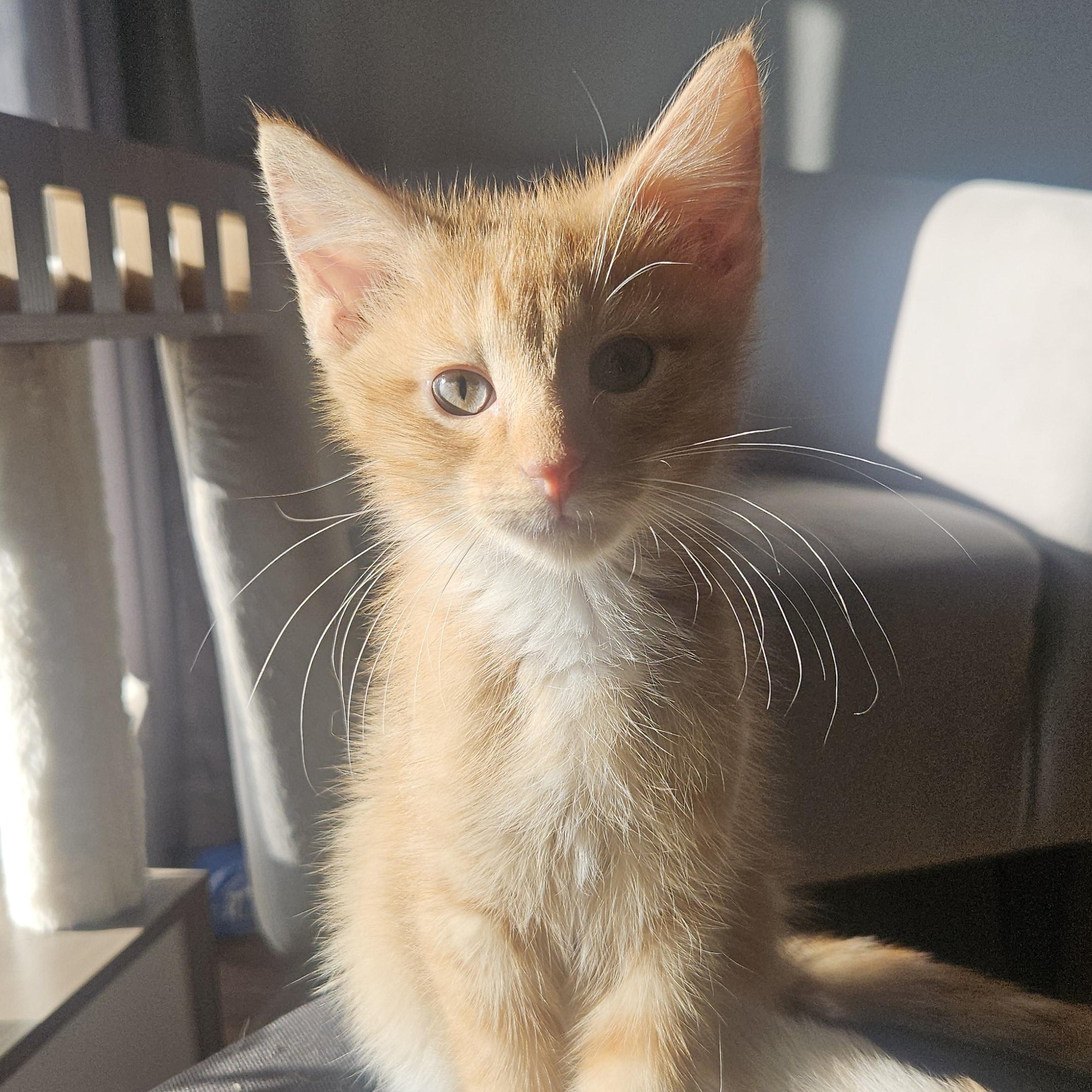Peanut, an adopted Domestic Short Hair in Watertown, WI image 2/5