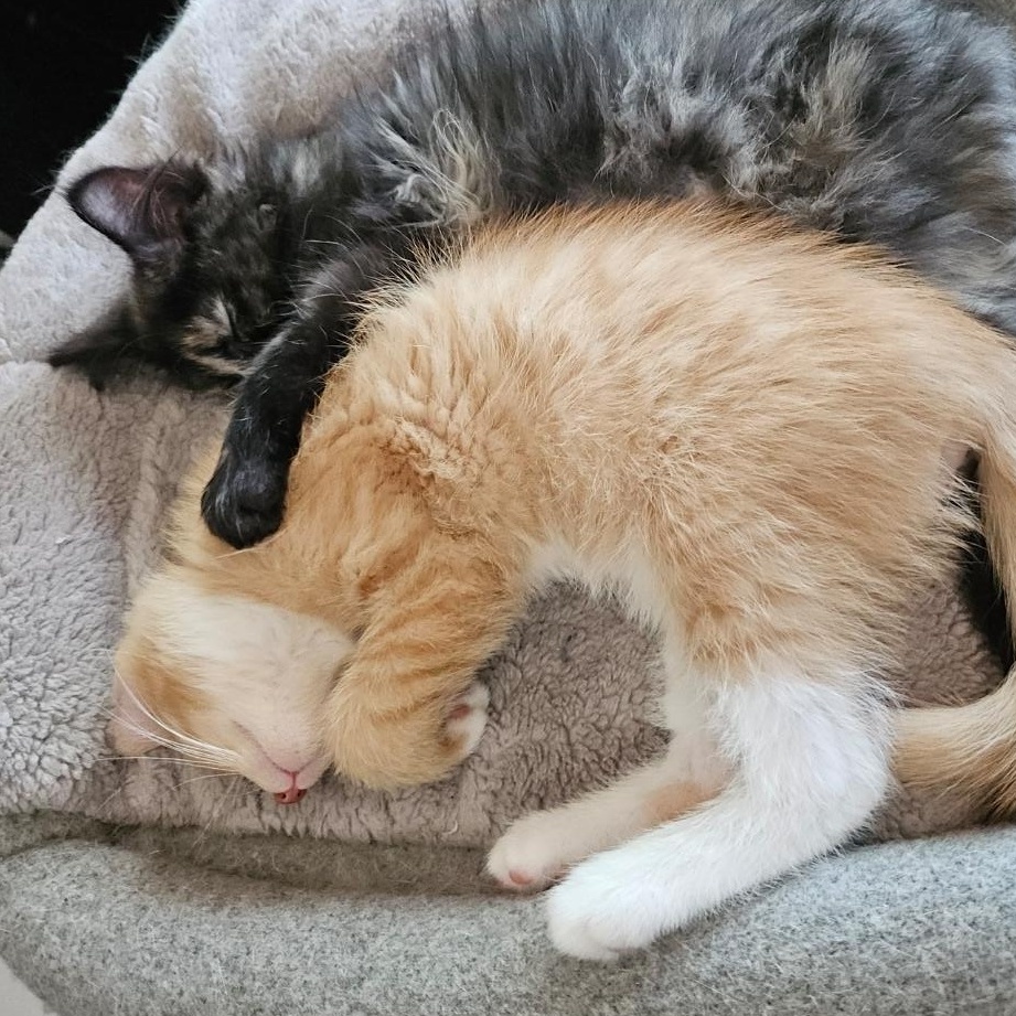 Peanut, an adopted Domestic Short Hair in Watertown, WI image 3/5