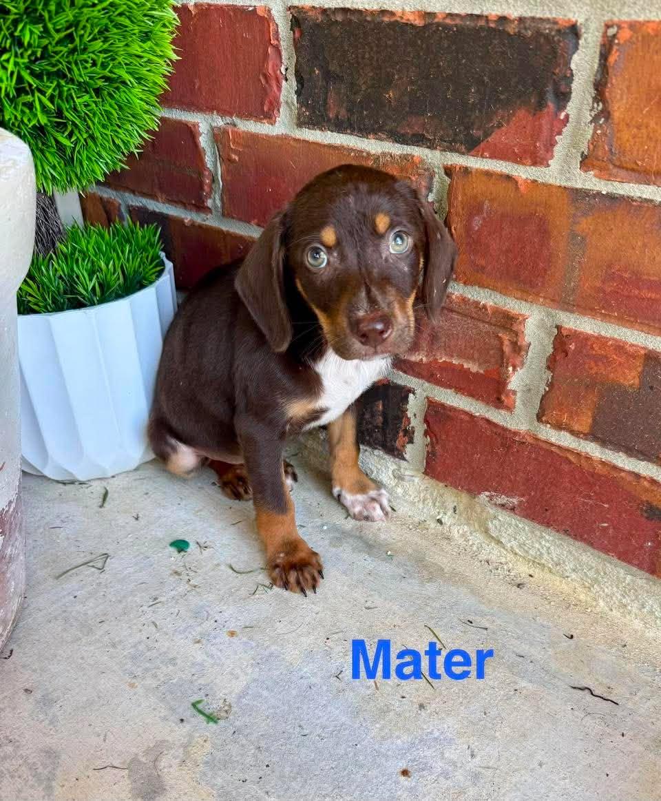 Enlarge MATER, a ADOPTABLE mixed breed in Madisonville, LA image 5/6
