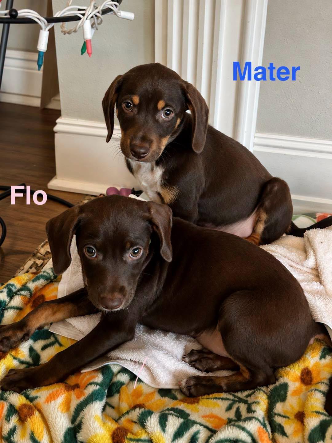 Enlarge MATER, a ADOPTABLE mixed breed in Madisonville, LA image 3/6