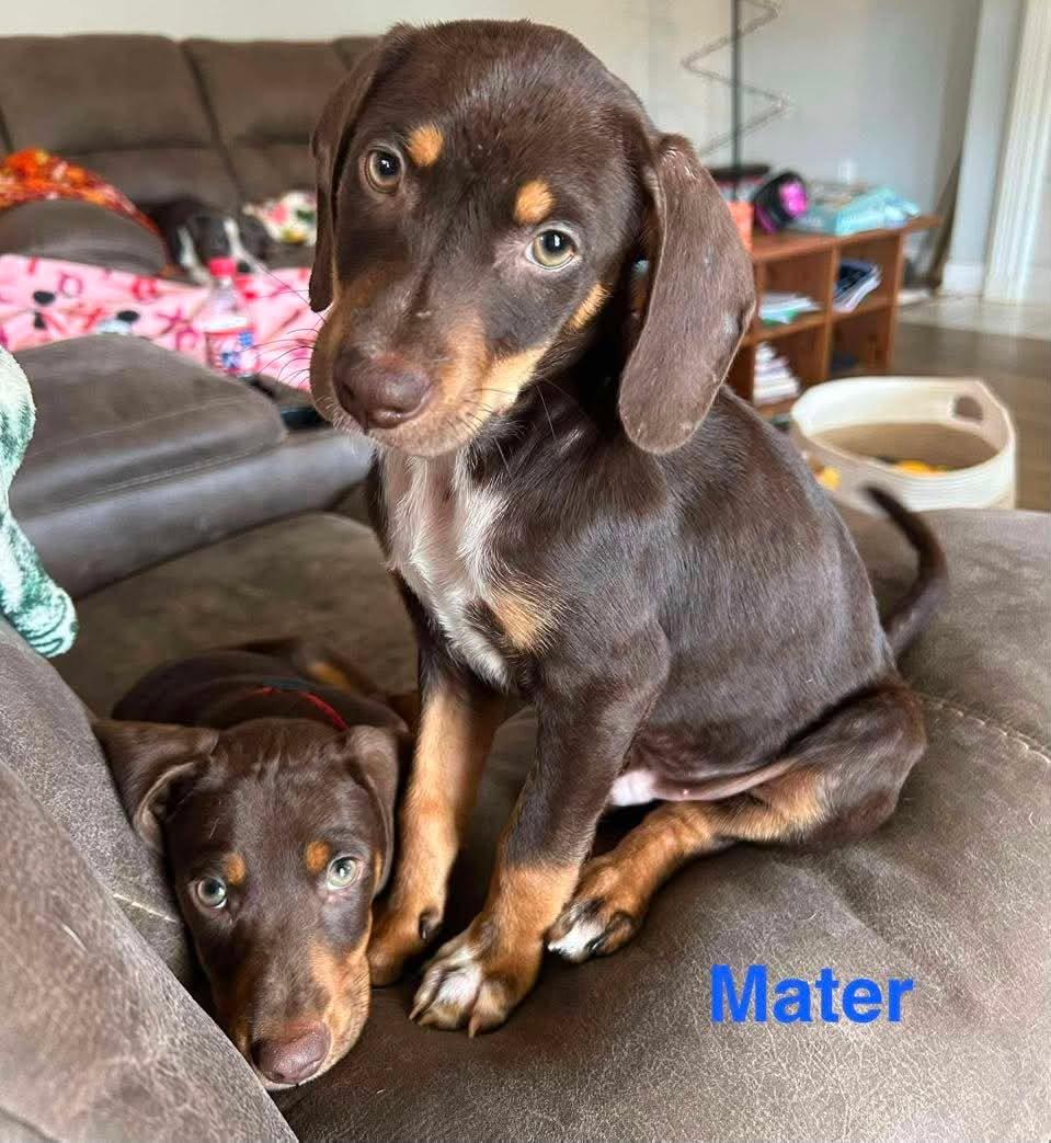 Enlarge MATER, a ADOPTABLE mixed breed in Madisonville, LA image 4/6