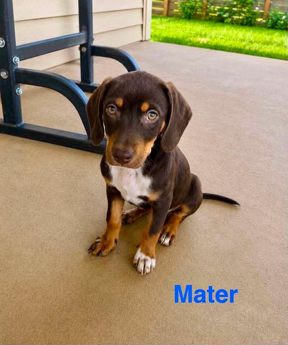 MATER, ADOPTABLE, Puppy Male Chiweenie & Hound.