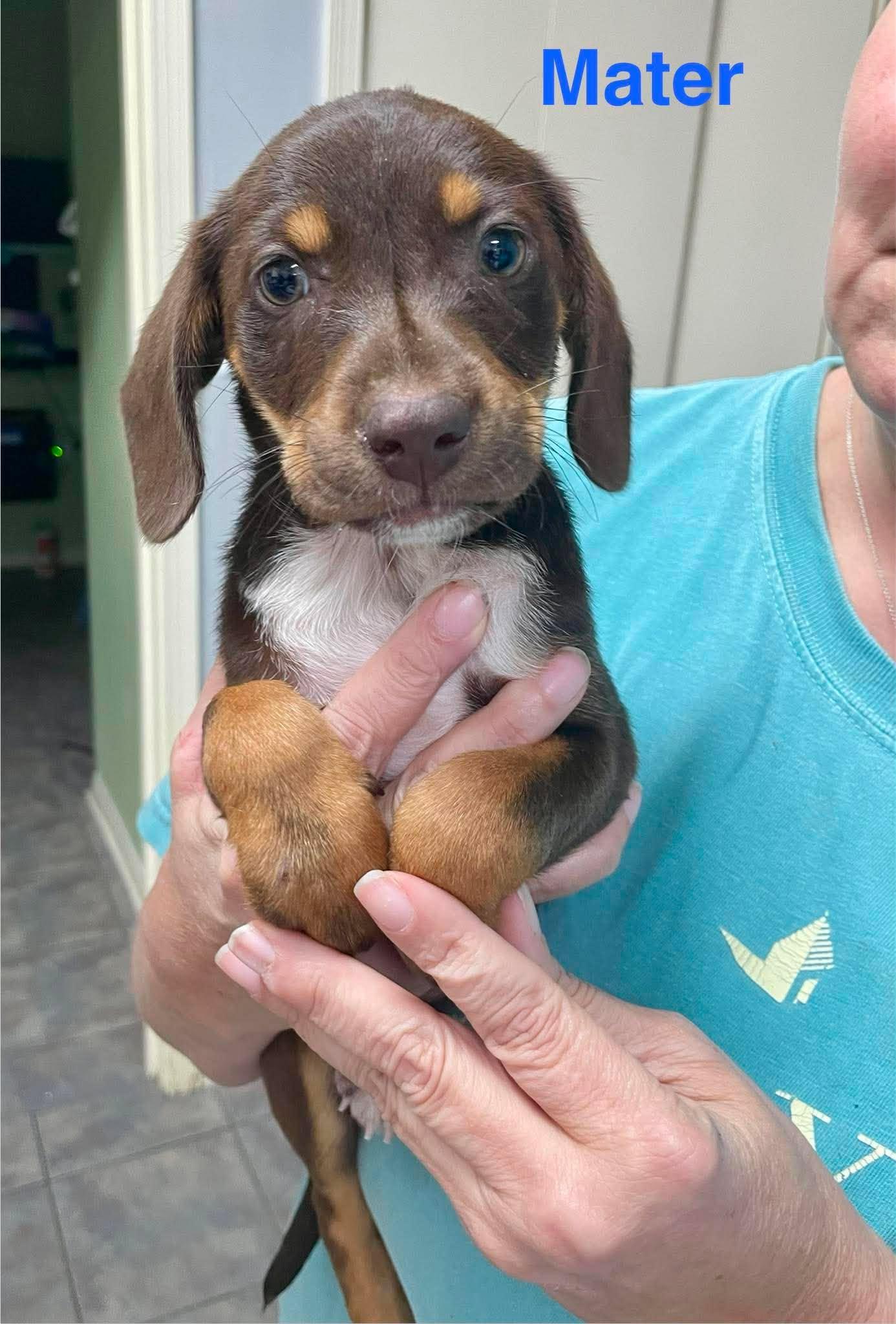 Enlarge MATER, a ADOPTABLE mixed breed in Madisonville, LA image 6/6