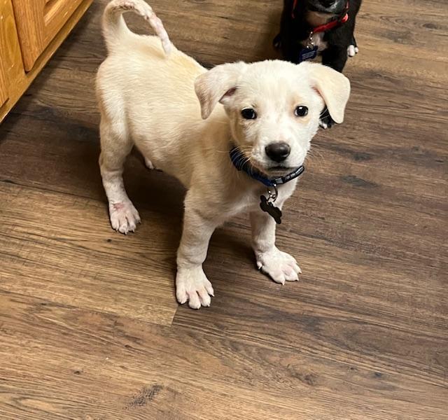 Arnold, ADOPTABLE, Puppy Male Shepherd.