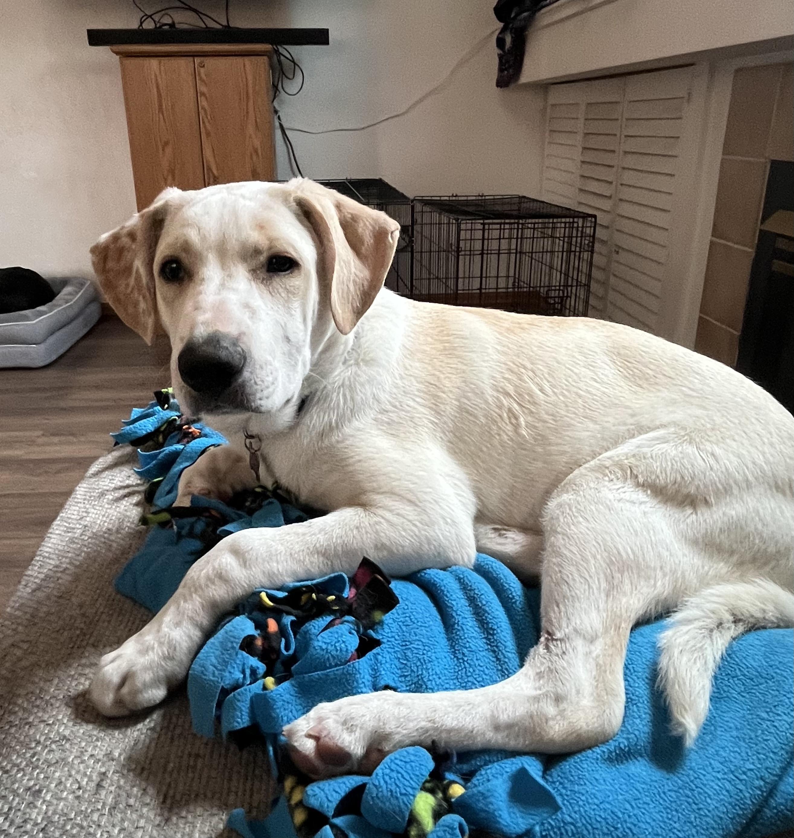 Arnold, ADOPTABLE, Young Male Shepherd.
