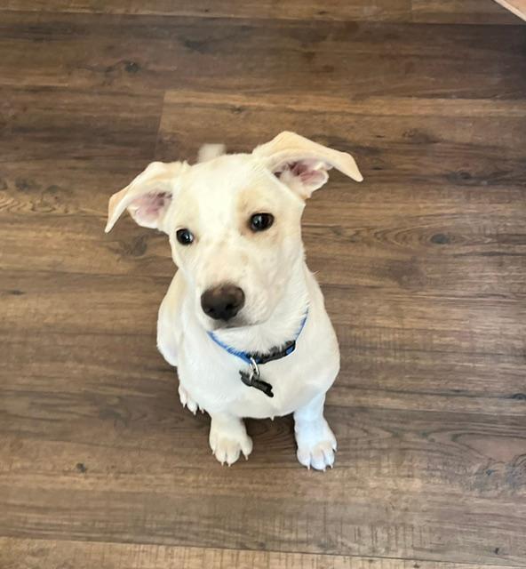 Enlarge Arnold, a ADOPTABLE mixed breed in Littleton, CO image 3/4