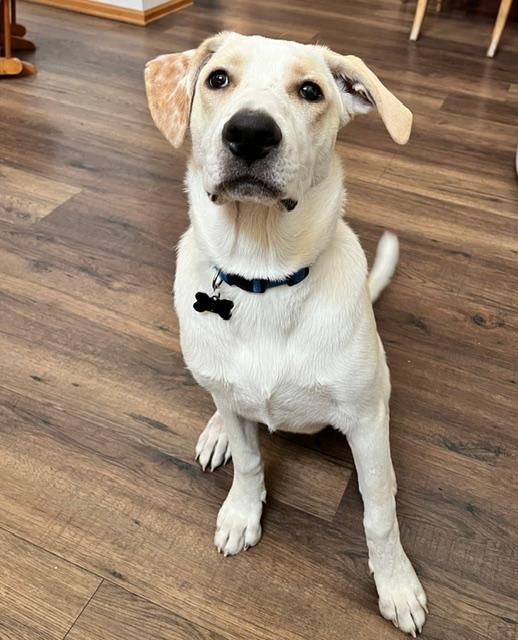 Enlarge Arnold, a ADOPTABLE mixed breed in Littleton, CO image 2/5