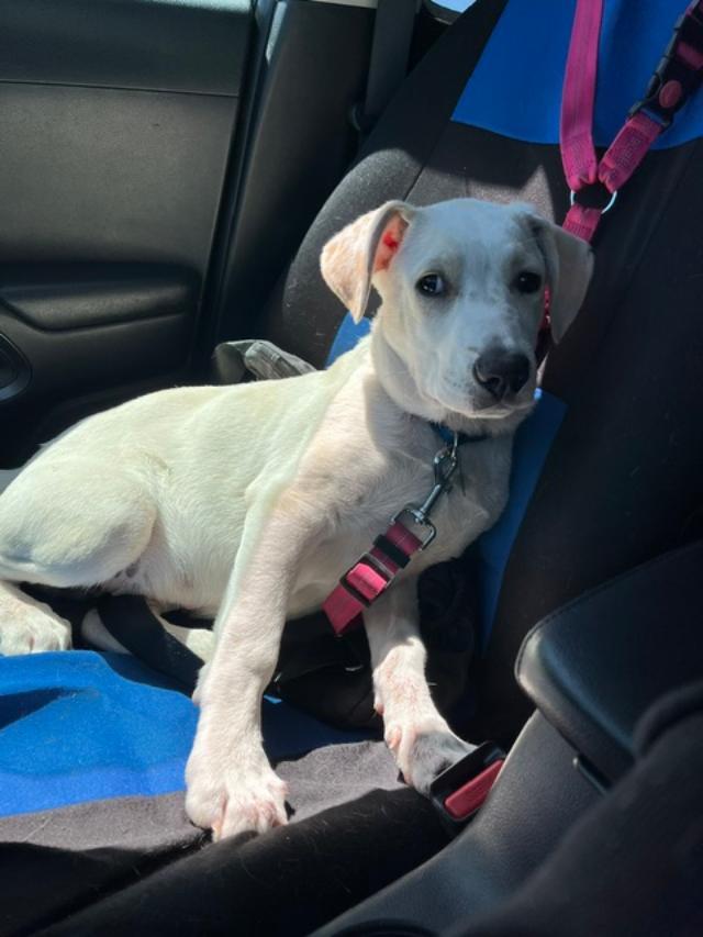 Arnold, ADOPTABLE, Young Male Shepherd.