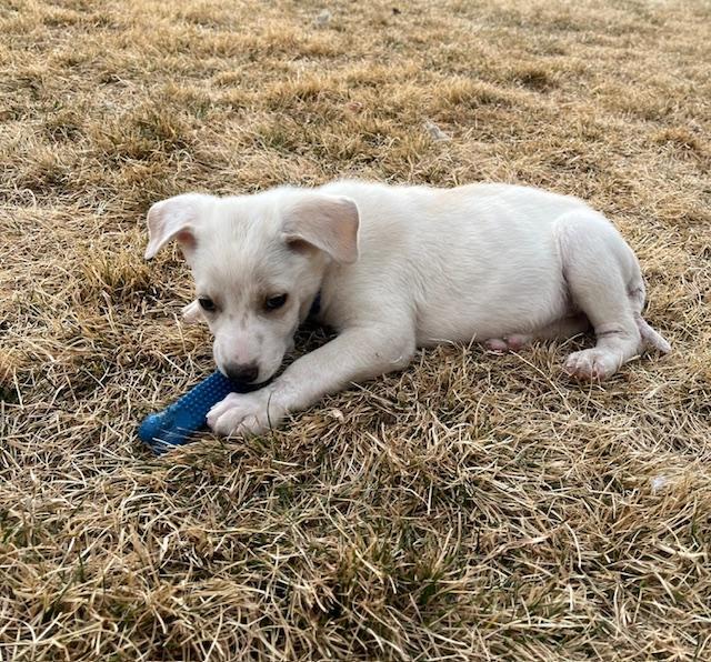 Enlarge Arnold, a ADOPTABLE mixed breed in Littleton, CO image 2/2