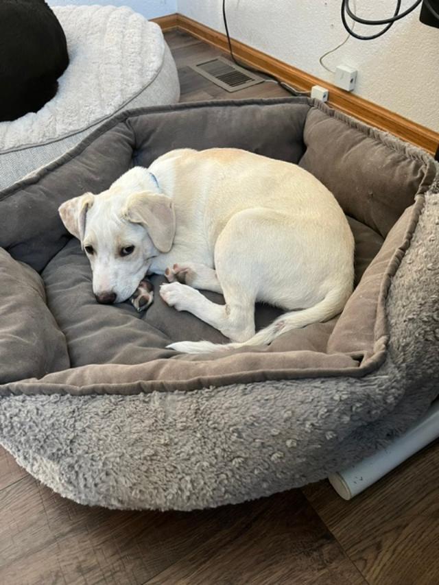 Enlarge Arnold, a ADOPTABLE mixed breed in Littleton, CO image 2/4