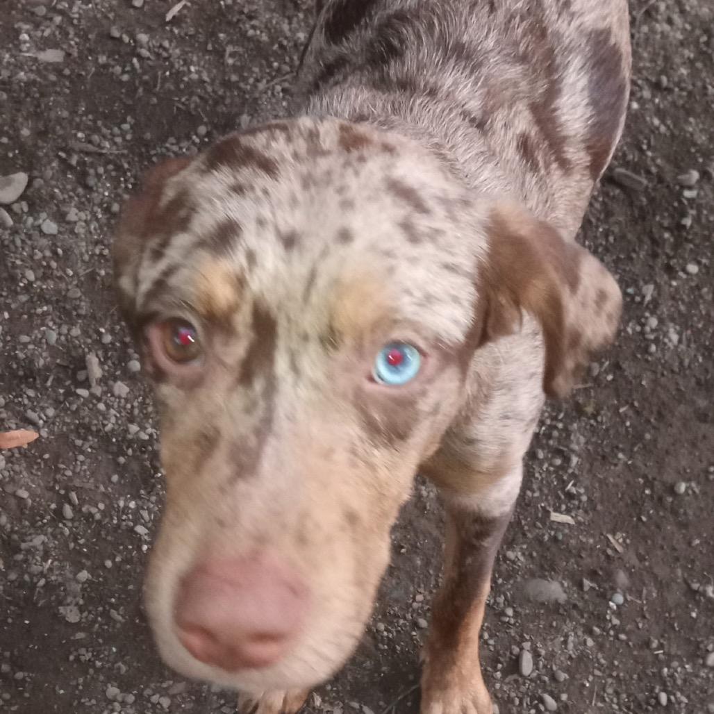 Enlarge Piggy, a Adoptable Catahoula Leopard Dog in Lakehead, CA image 1/1