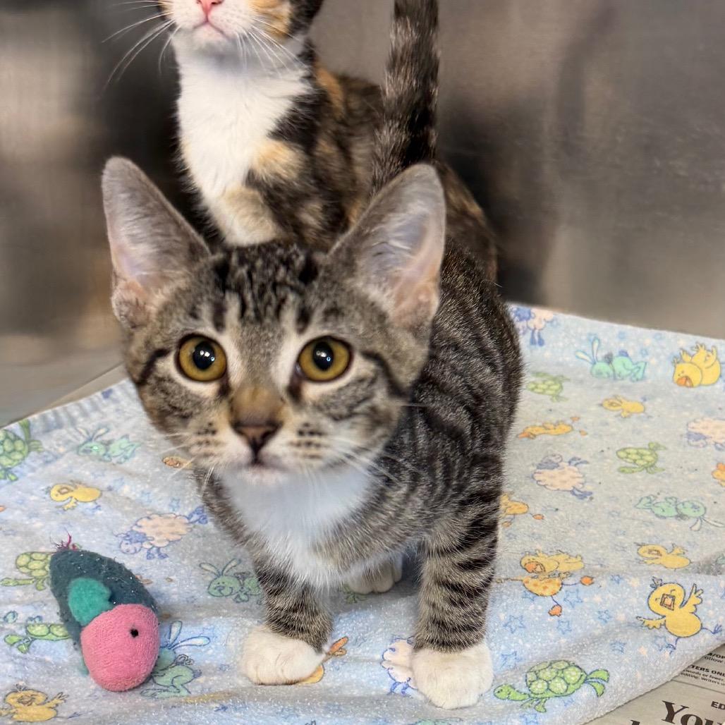 Verona - 1020 artworks studio, Adoptable, Kitten Female Domestic Short Hair.