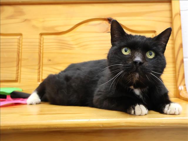 Enlarge VADER, a Adoptable Domestic Short Hair in Appling, GA image 1/1