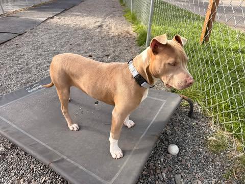 Enlarge Abby, a ADOPTABLE mixed breed in Crescent city, CA image 1/1