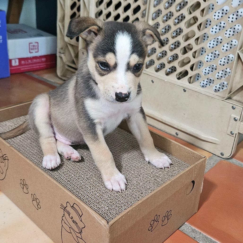 Munchkin, Adoptable, Puppy Male Mixed Breed.