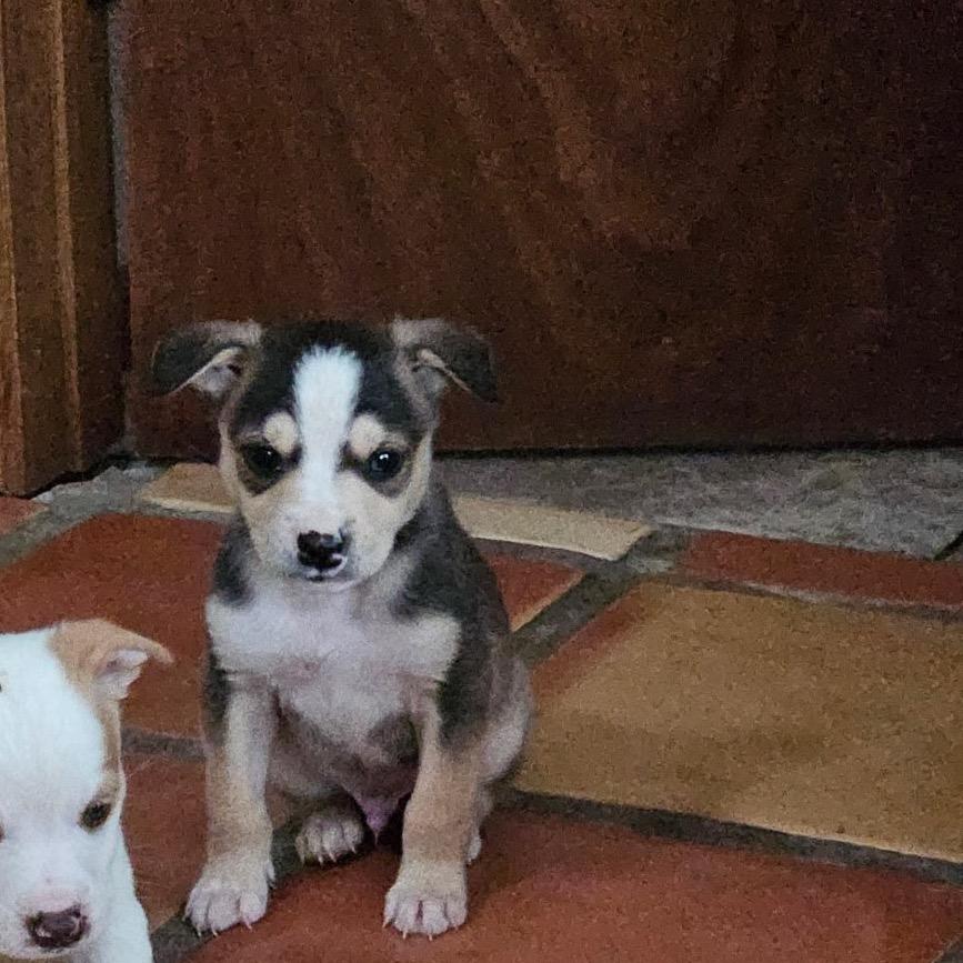 Enlarge Munchkin, a Adoptable Mixed Breed in Tacoma, WA image 2/6