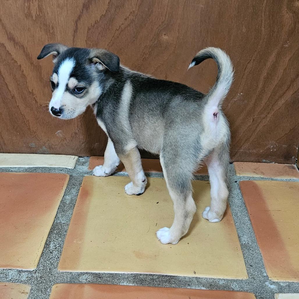 Enlarge Munchkin, a Adoptable Mixed Breed in Tacoma, WA image 4/6