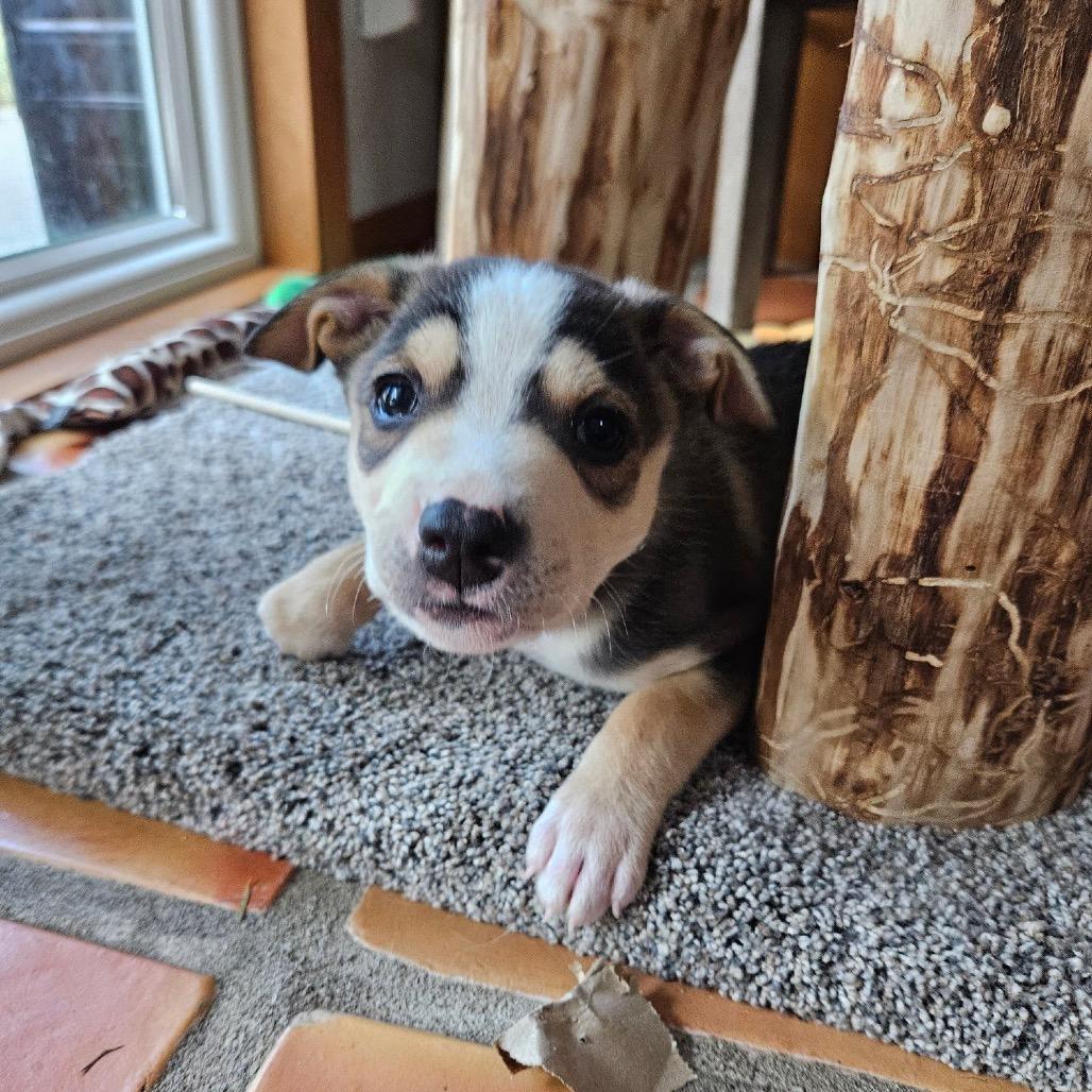 Enlarge Munchkin, a Adoptable Mixed Breed in Tacoma, WA image 6/6