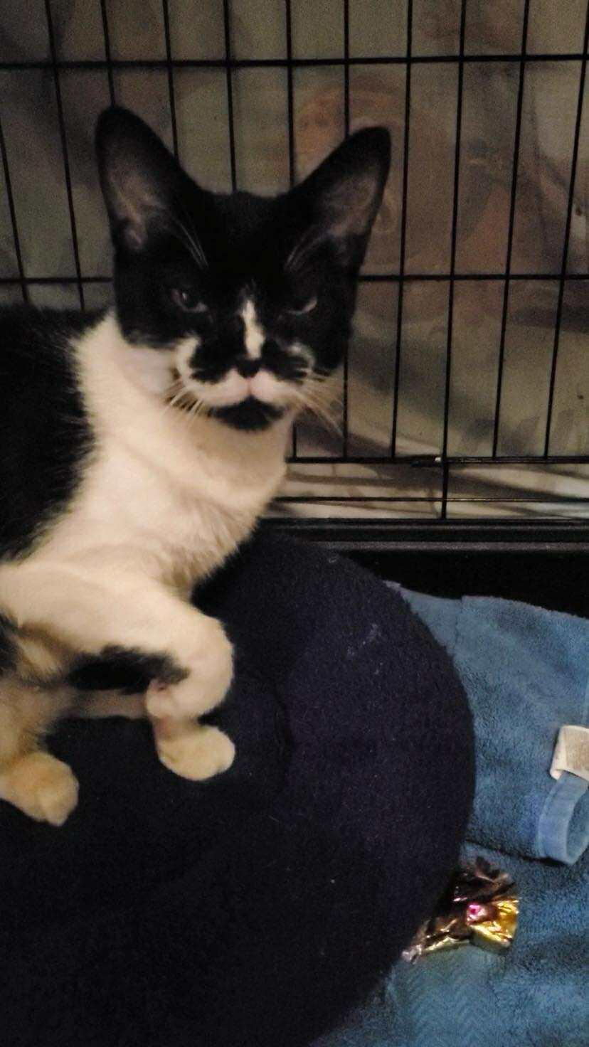 Enlarge Elsa, a Adoptable Domestic Short Hair in Keansburg, NJ image 1/4