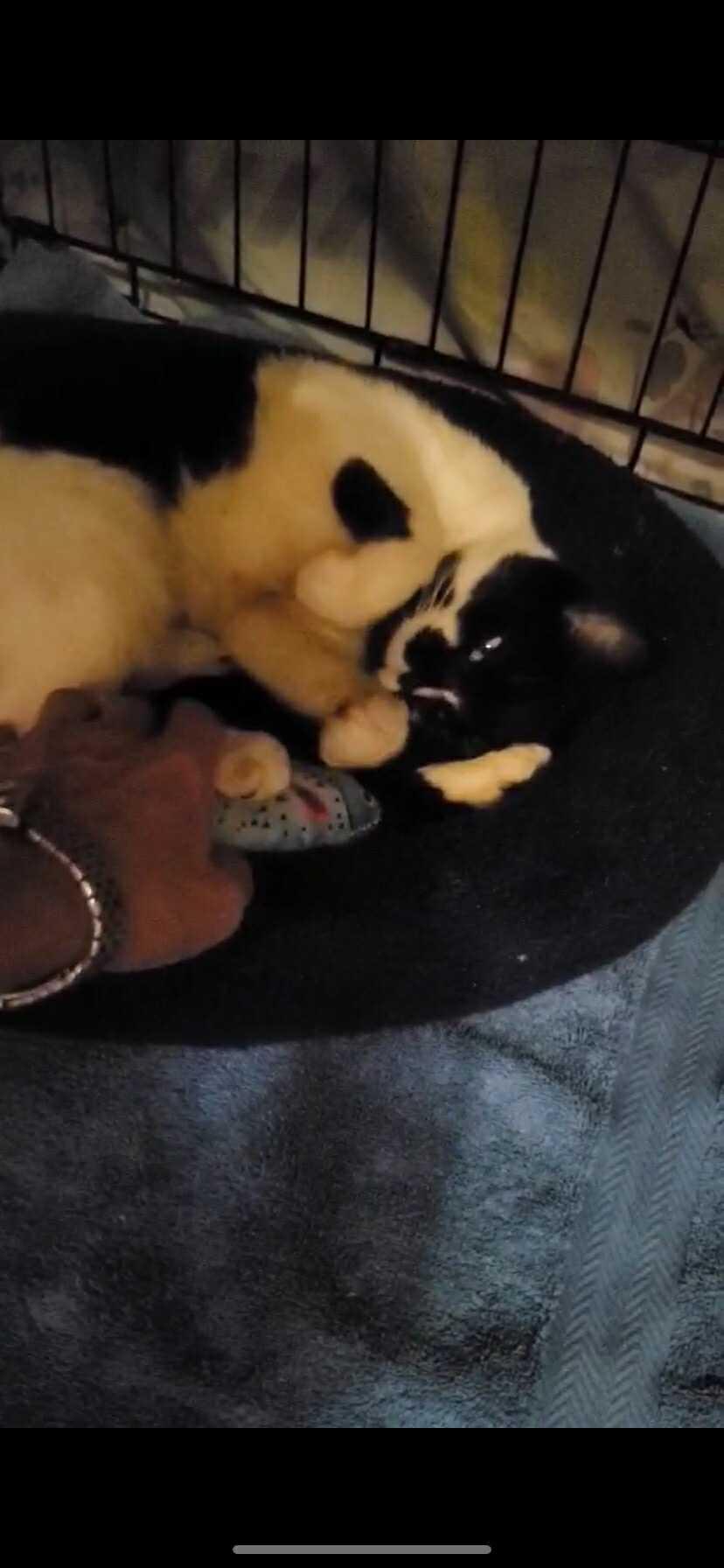 Enlarge Elsa, a Adoptable Domestic Short Hair in Keansburg, NJ image 2/4