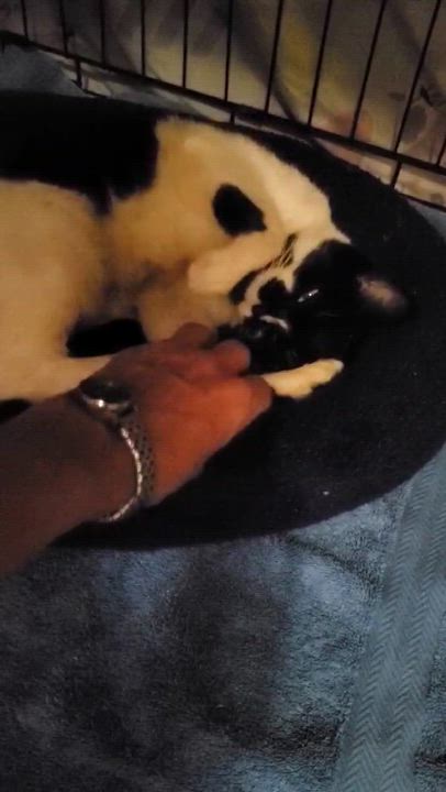 Enlarge Elsa, a Adoptable Domestic Short Hair in Keansburg, NJ video 3/4