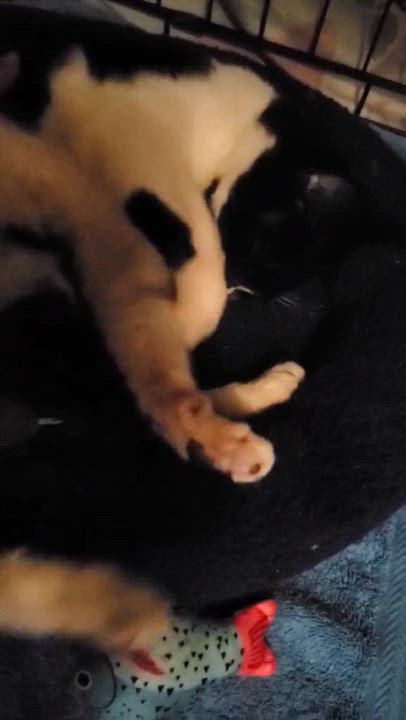 Enlarge Elsa, a Adoptable Domestic Short Hair in Keansburg, NJ video 4/4