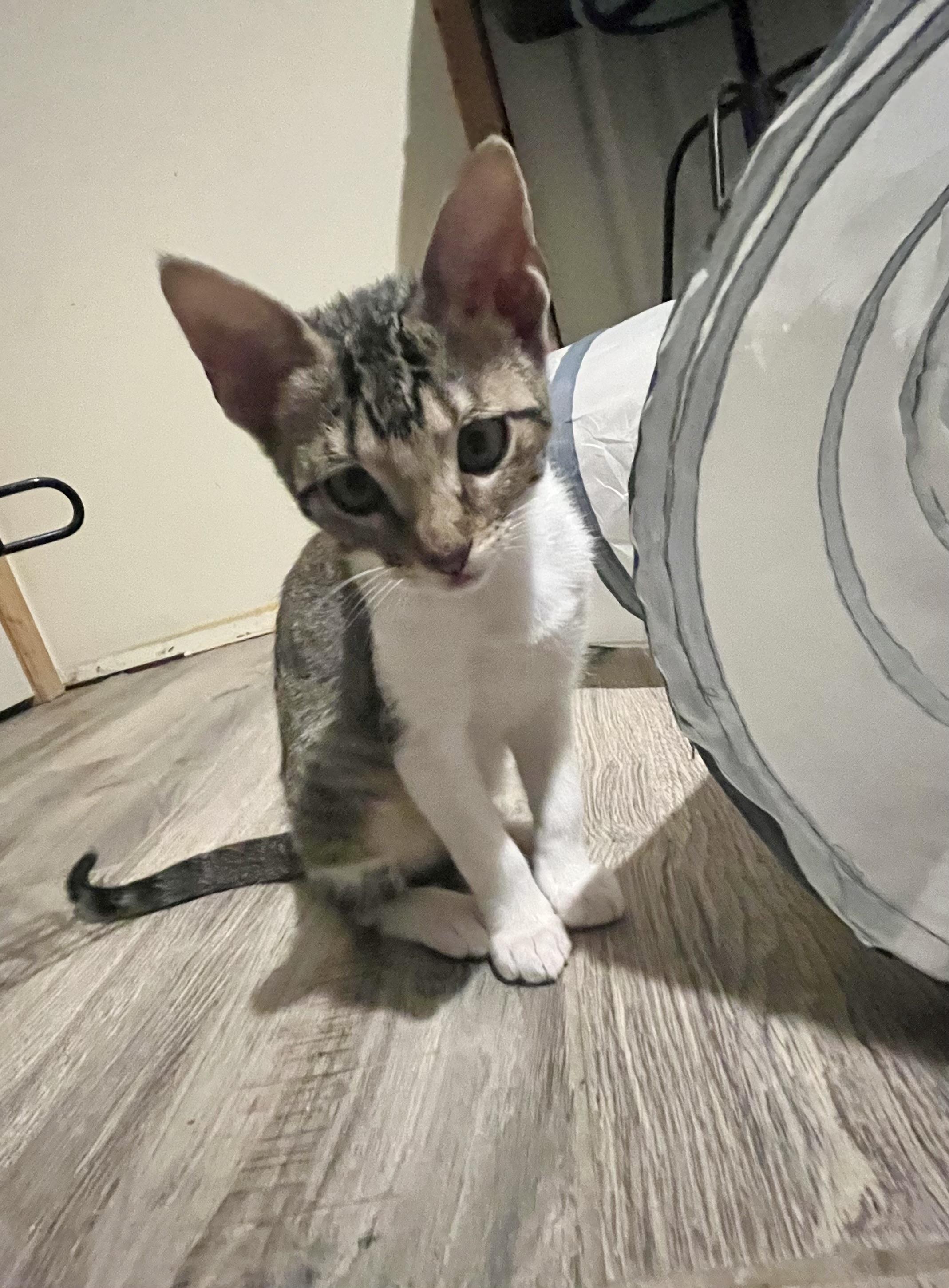 Karen, Adopted, Young Female Domestic Short Hair.