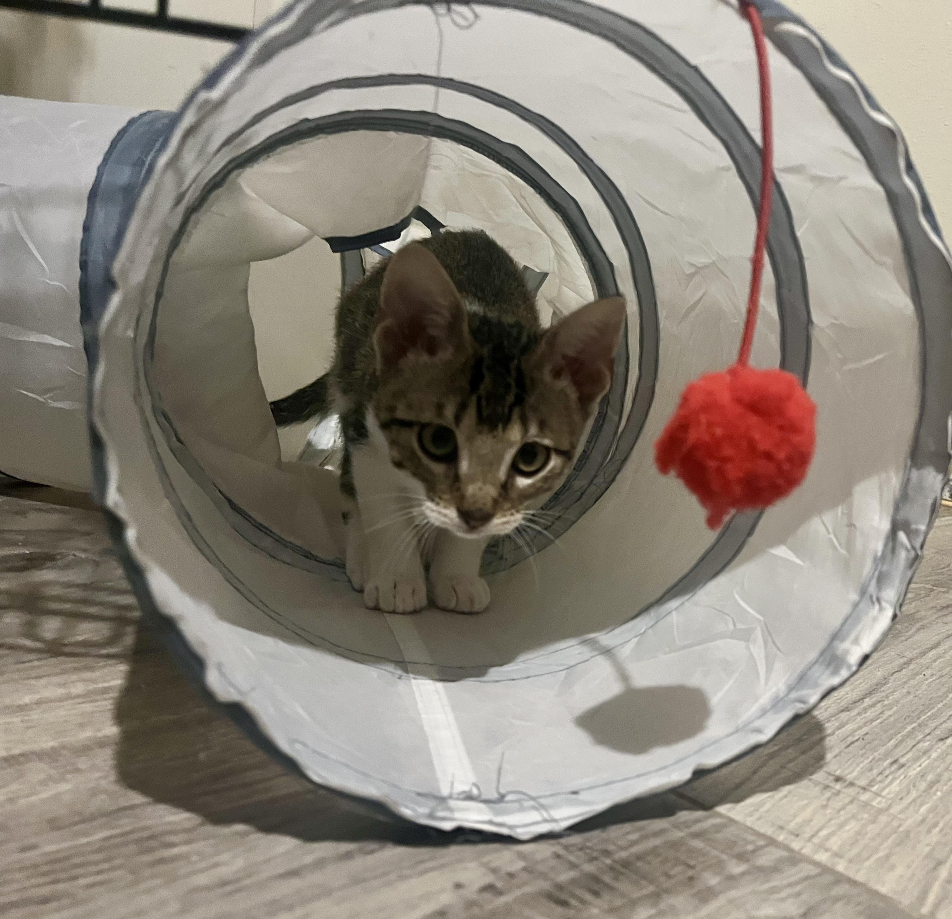 Enlarge Karen, a Adopted mixed breed in Somerville, TX image 2/2