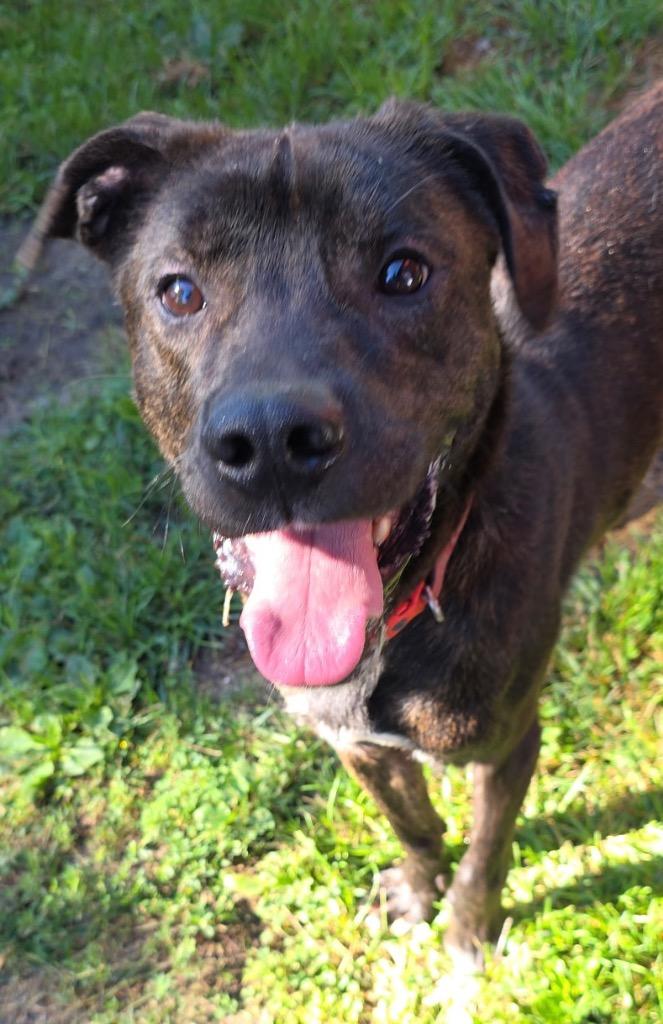 Whiskey, Adoptable, Adult Male Hound.