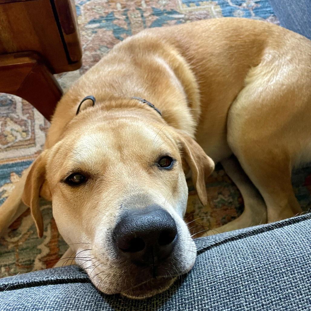 Hank IV (New Digs) — thumbnail 2