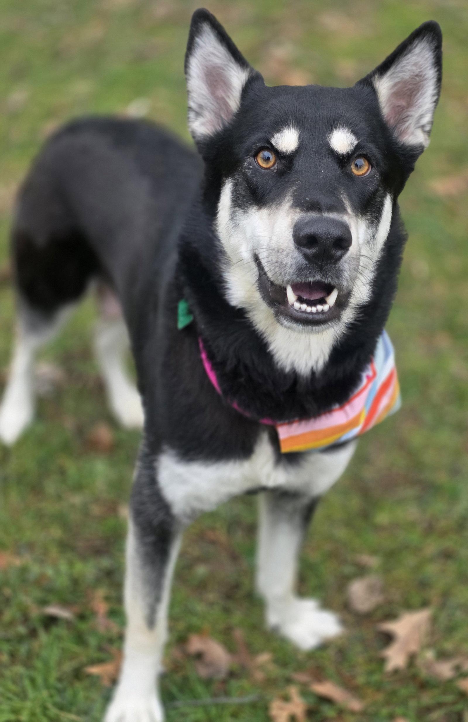 Stormi, Adoptable, Adult Female Shepherd.