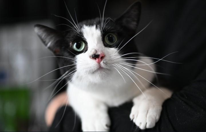 Enlarge Beethoven and Snickerdoodle, a Adoptable Domestic Short Hair in Kearney, NE image 3/3