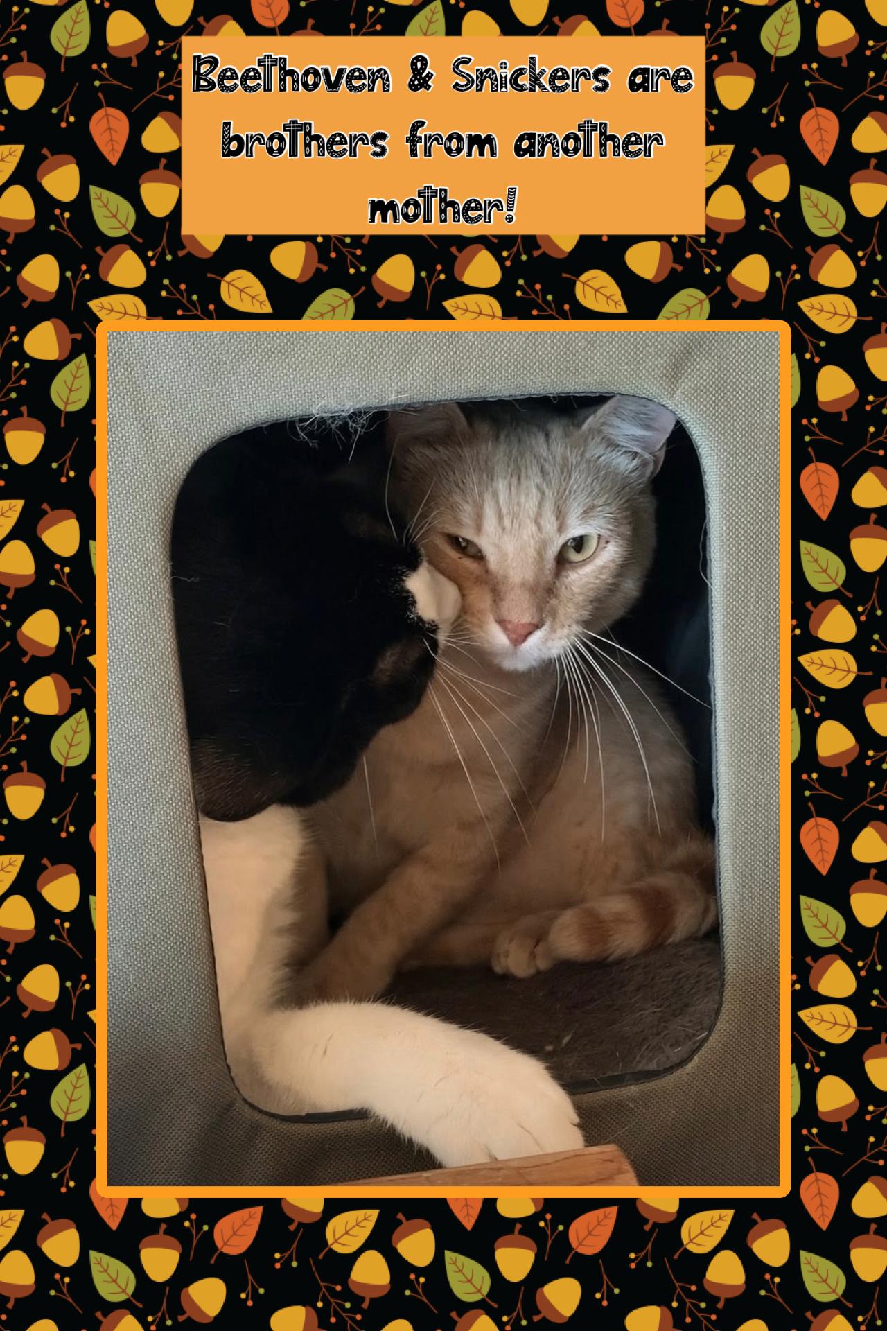 Beethoven and Snickerdoodle, Adoptable, Young Male Domestic Short Hair.