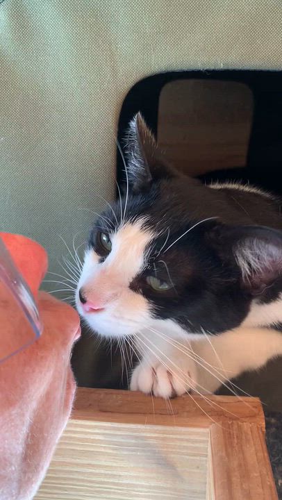 Enlarge Beethoven and Snickerdoodle, a Adoptable Domestic Short Hair in Kearney, NE video 2/3
