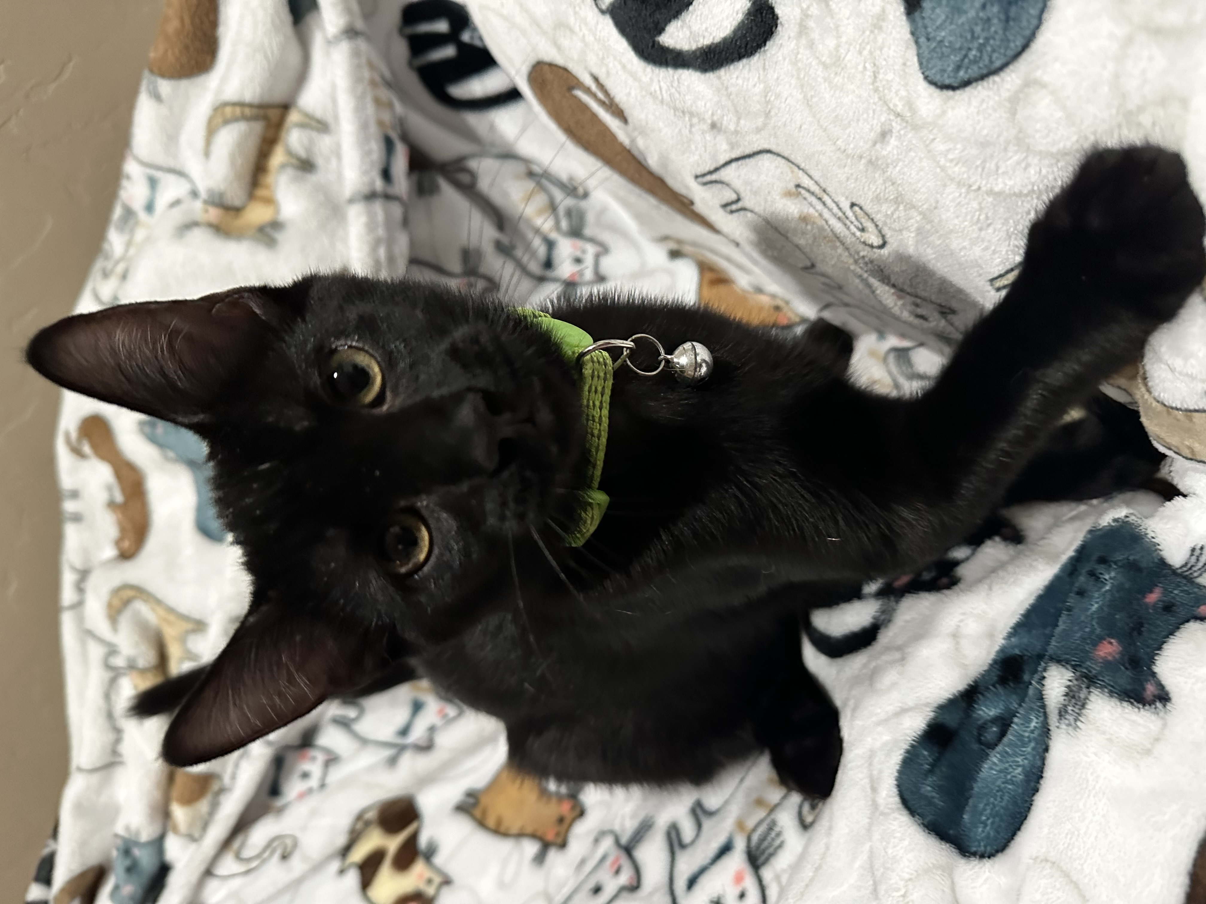 Enlarge Buzz, a Adopted American Shorthair in Visalia, CA image 1/4