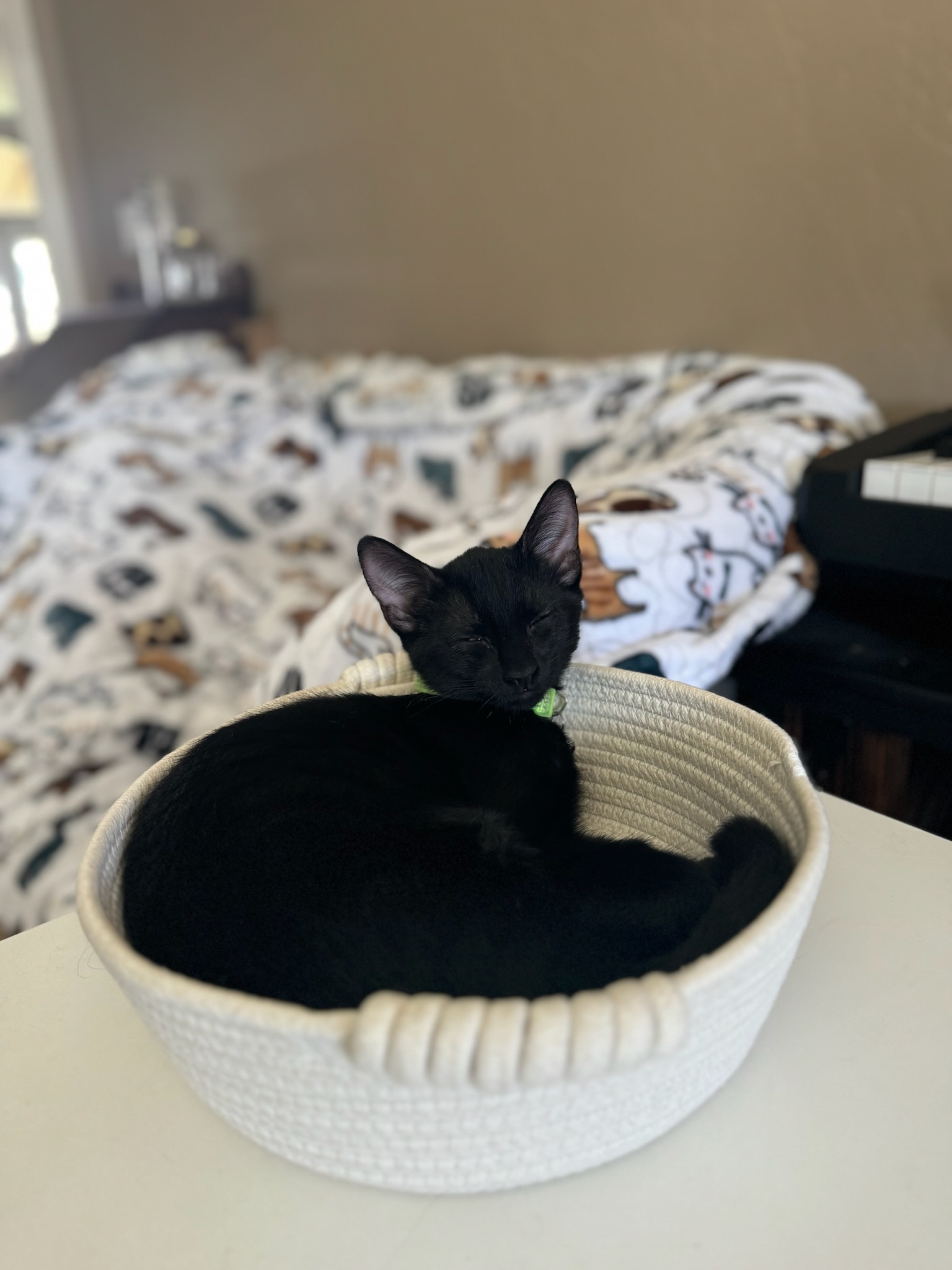 Cat for adoption Buzz, an American Shorthair in Visalia, CA Petfinder