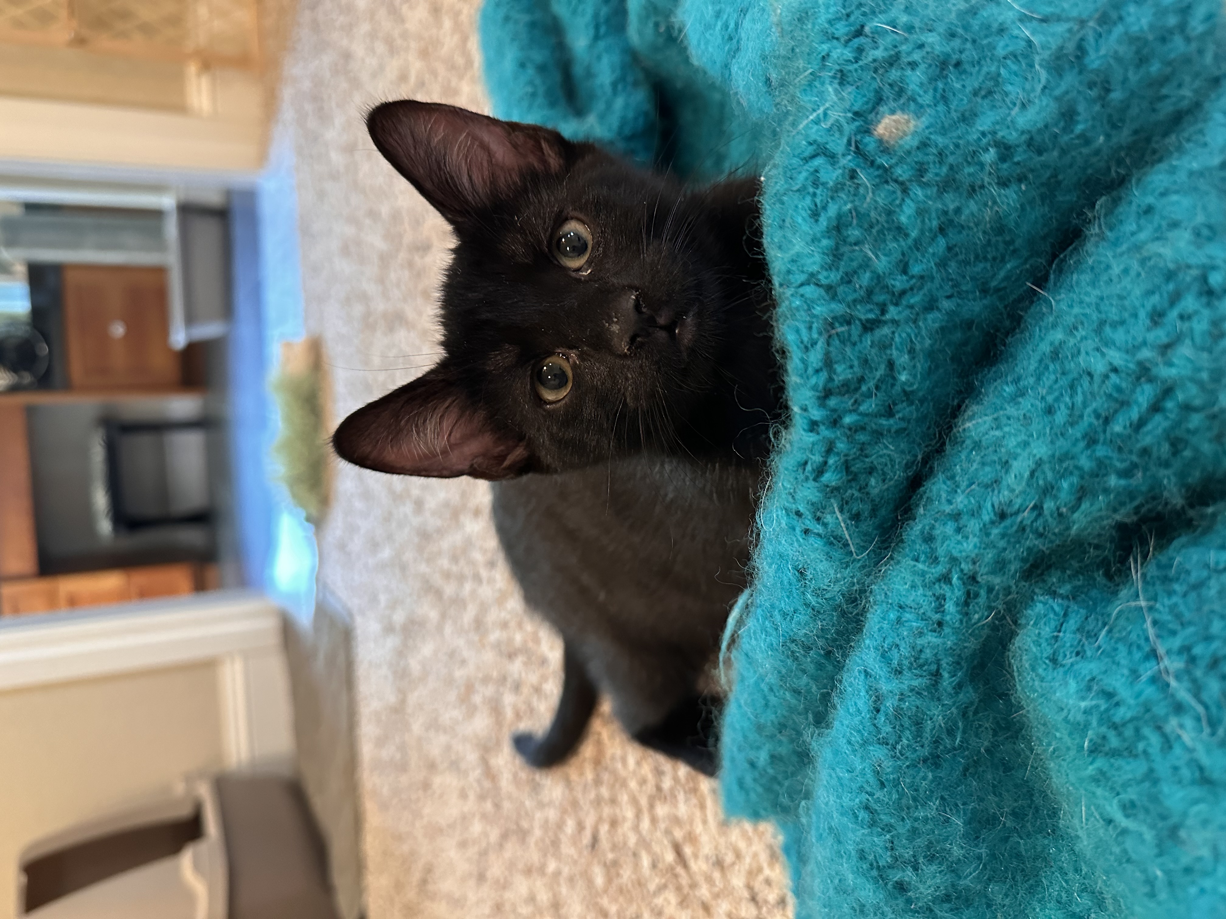 Cat for adoption Buzz, an American Shorthair in Visalia, CA Petfinder