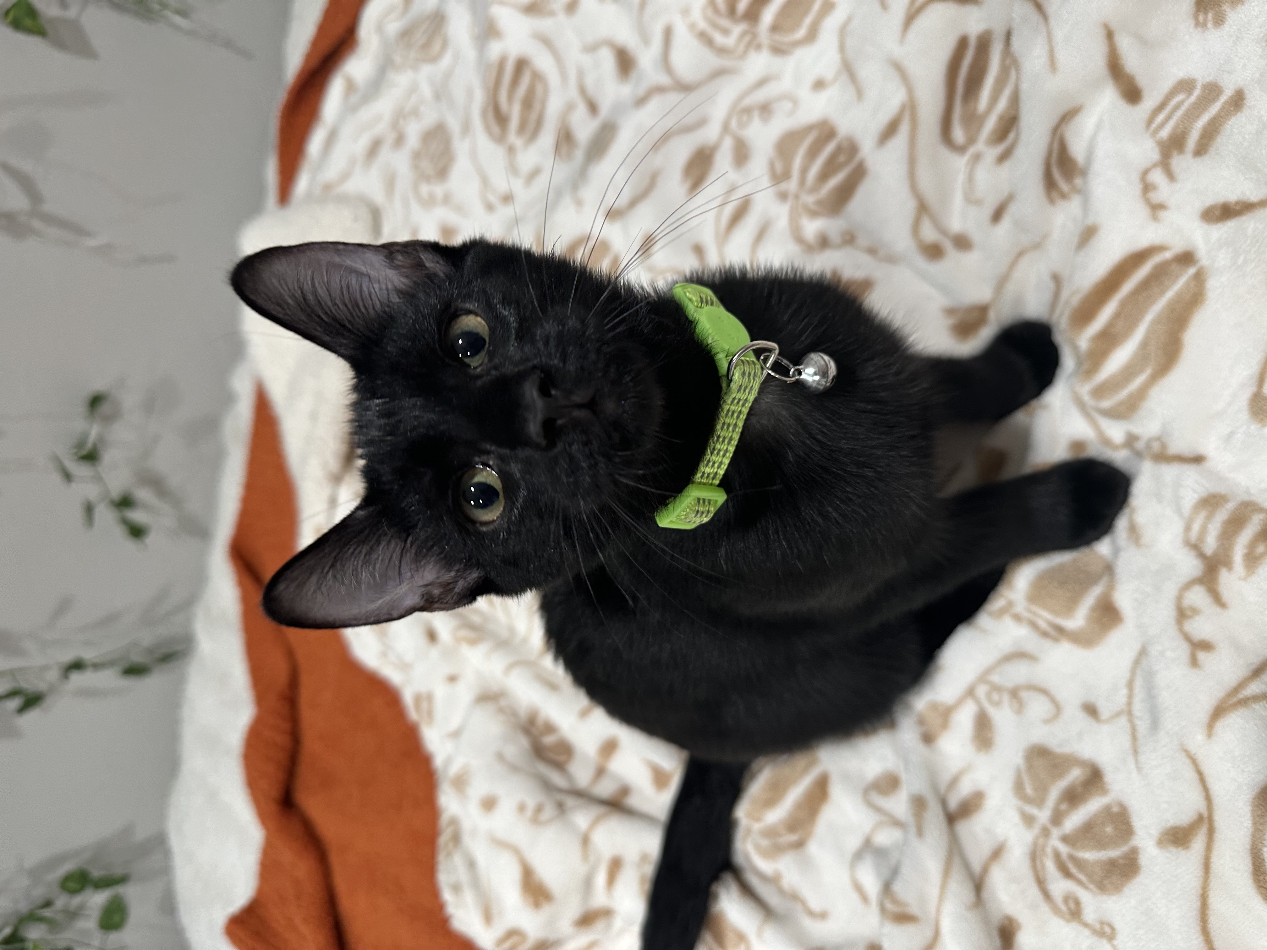 Cat for adoption Buzz, an American Shorthair in Visalia, CA Petfinder