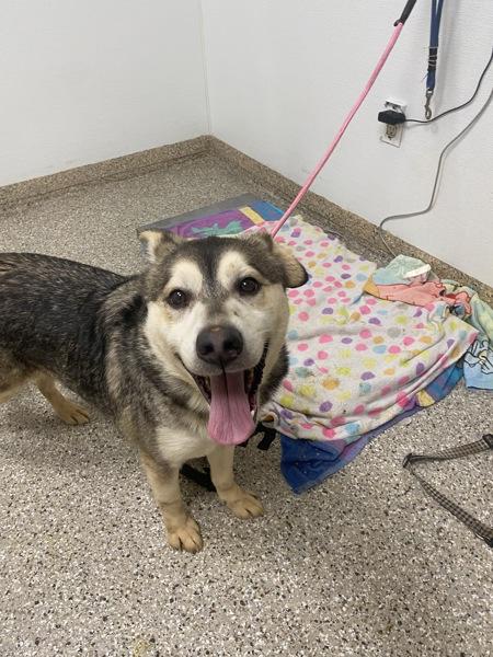 Bear, Adoptable, Adult Male Siberian Husky.