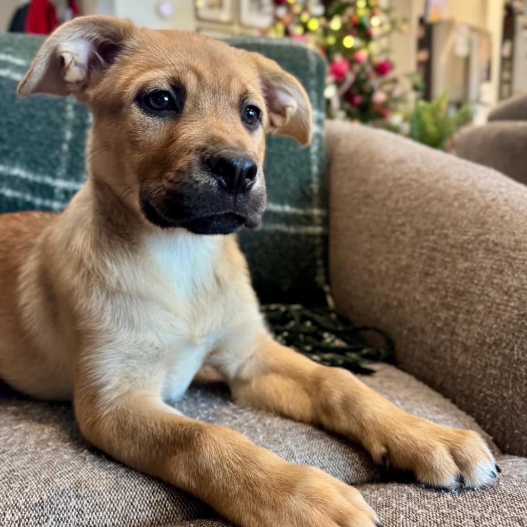 Clarice, Adoptable, Puppy Female Dogue de Bordeaux & Husky.