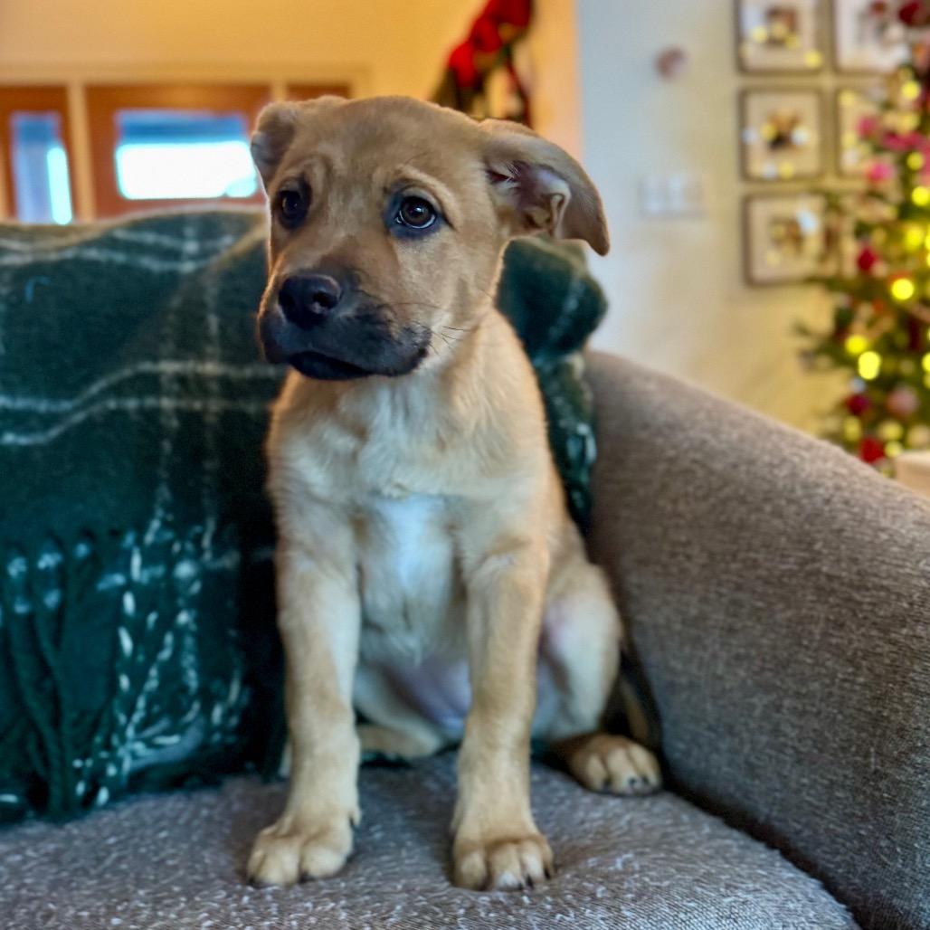 Enlarge Clarice, a Adoptable mixed breed in Crystal, MN image 3/3